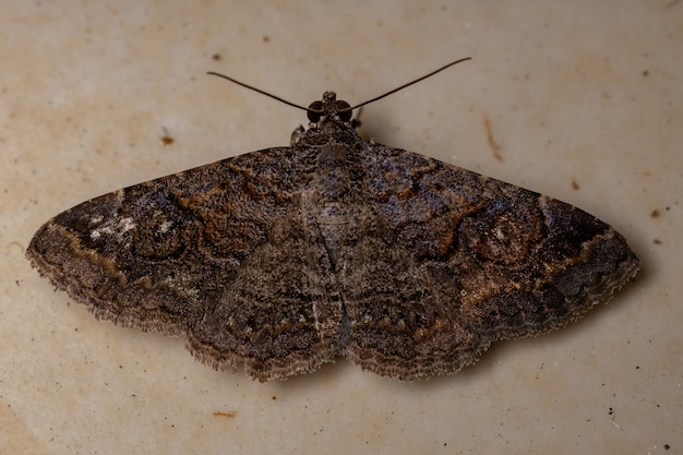 Falena Underwing della Famiglia Erebidae