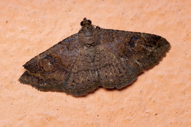 Falena Underwing della Famiglia Erebidae