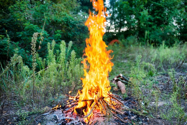Falò nella foresta con una grande fiamma di fuoco