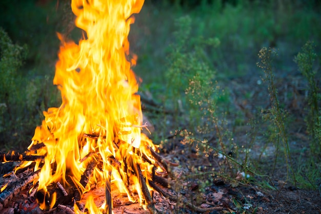 Falò nella foresta con una grande fiamma di fuoco