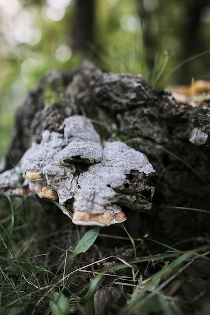 falso fungo esca Phellinus igniarius su un ceppo nel primo piano della foresta