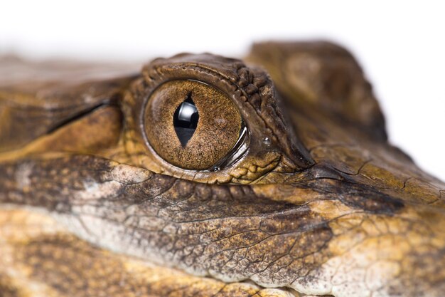 Falso gharial Tomistoma schlegeliiisolato su sfondo bianco