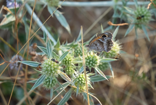 Falso temolo farfalla sul fiore selvatico Arethusana arethusa famiglia di farfalle brushfooted