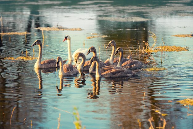 Famiglia del cigno che nuota allo stagno all'alba