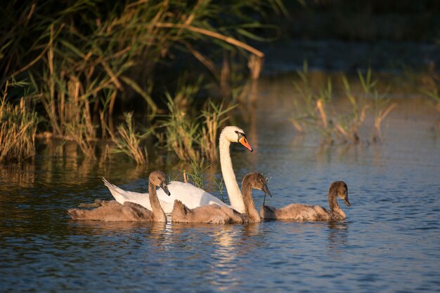 Famiglia del cigno reale con genitori e pulcini