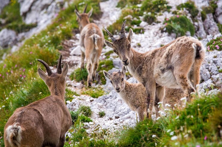 Foto famiglia dell'ibecce alpina capra ibecce photo stock