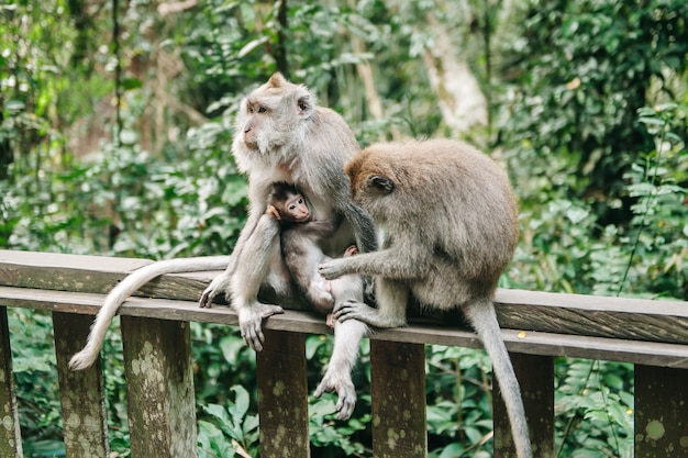 Famiglia della scimmia con il piccolo bambino nella foresta Ubud Bali Indonesia. Le scimmie si grattano la schiena a vicenda.