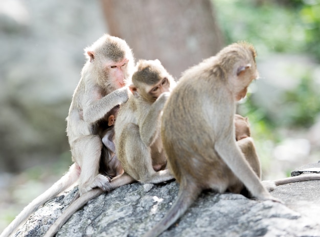 Famiglia delle scimmie