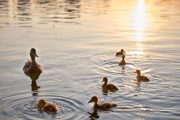 Famiglia di anatre selvatiche di uccello madre e i suoi pulcini che nuotano sull'acqua del lago al tramonto luminoso Concetto di birdwatching