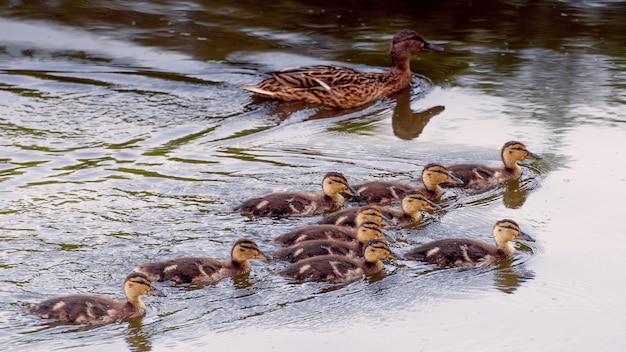 Famiglia di anatre