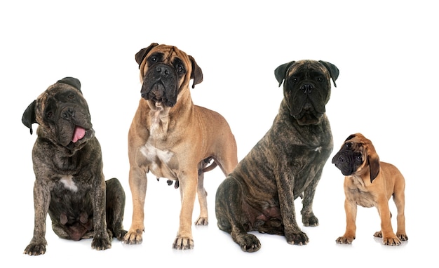 Famiglia di Bullmastiff davanti a sfondo bianco