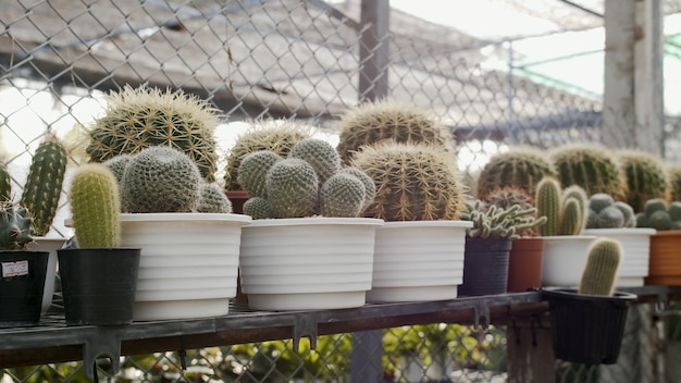 Famiglia di cactus all'interno di diversi vasi all'esterno alla luce del giorno