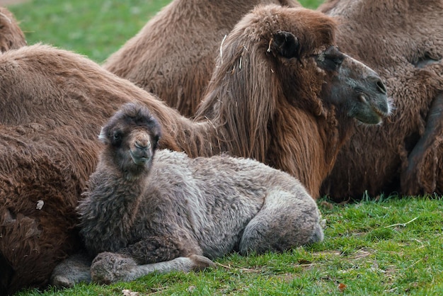 Famiglia di cammello battriano con cucciolo Camelus bactrianus Conosciuto anche come cammello mongolo