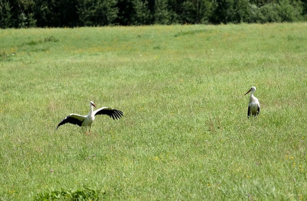 Famiglia di cicogne nella stagione degli amori nel loro ambiente naturale Coppia di cicogne sul prato verde