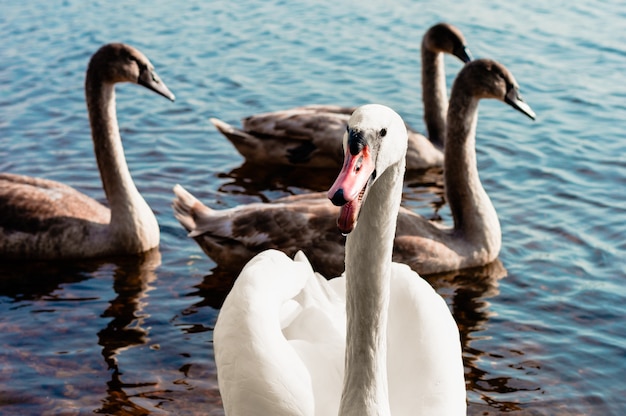 Famiglia di cigni nuota attraverso il lago al sole del mattino.