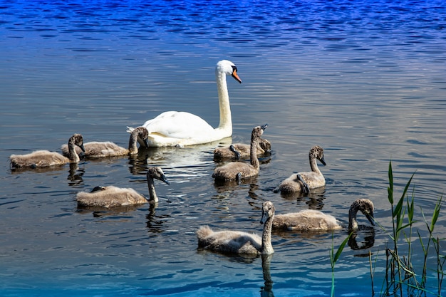 Famiglia di cigni selvatici sul lago. Forte uccello orgoglioso. Fauna naturale.