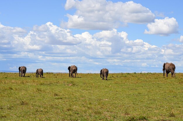 Famiglia di elefanti africani a piedi nel Parco Nazionale di Amboseli Kenya Africa