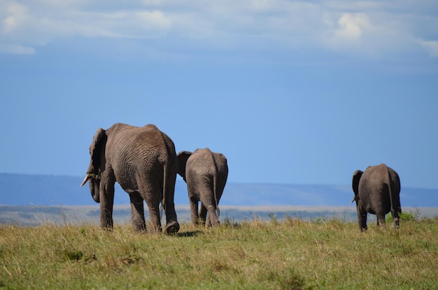 Famiglia di elefanti che cammina nella savana Kenya Africa