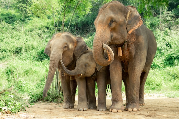 Famiglia di elefanti thailandesi