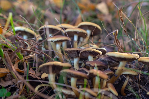 Famiglia di funghi in erba fitta