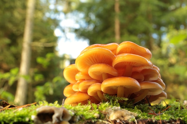 Famiglia di funghi su un muschio verde