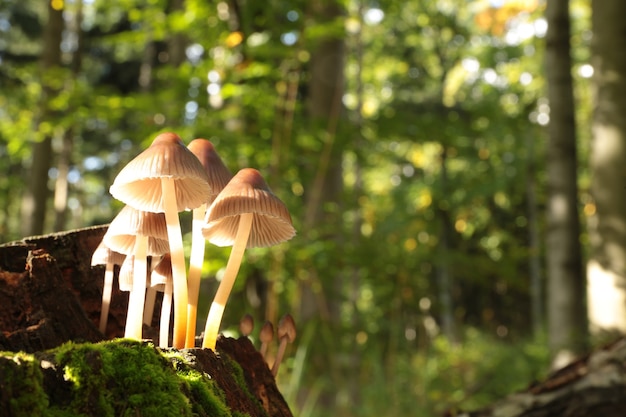 Famiglia di funghi su un tronco d'albero