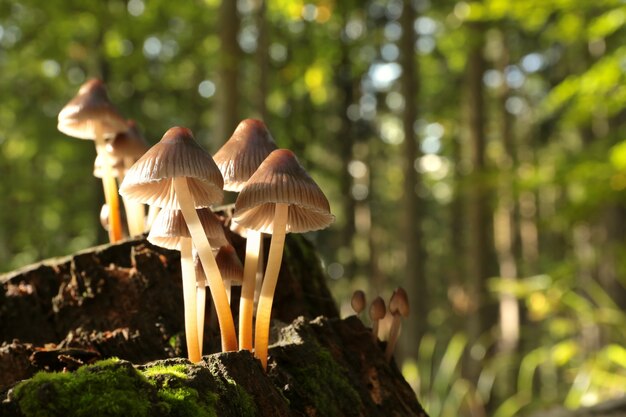 Famiglia di funghi su un tronco d'albero