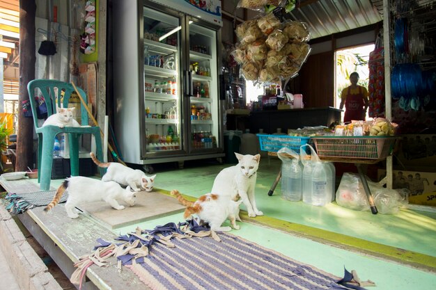 Famiglia di gatti in un villaggio dell'isola di Ko Yao nel sud della Thailandia