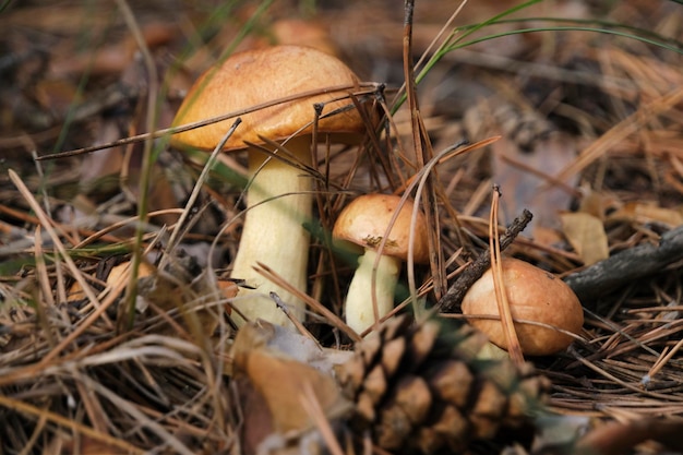 Famiglia di giovani funghi al burro nella foresta di pini