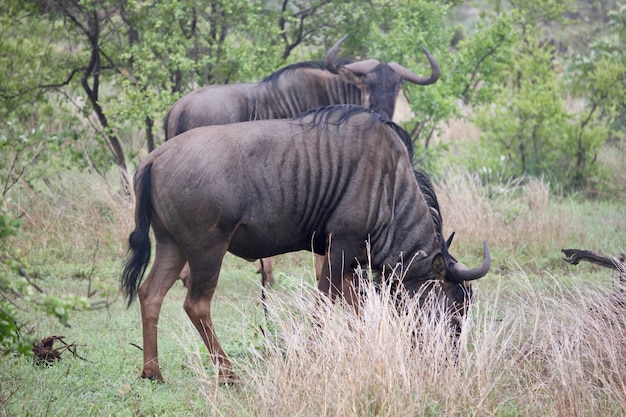 famiglia di gnu mangiare