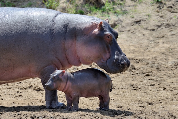 Famiglia di ippopotami (Hippopotamus amphibius) fuori dall'acqua, Africa