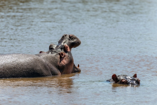 Famiglia di ippopotamo (Hippopotamus amphibius) nel fiume. Parco nazionale del Kenya