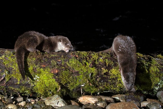 Famiglia di lontre su un fiume di montagna la prima sera di un giorno d'inverno