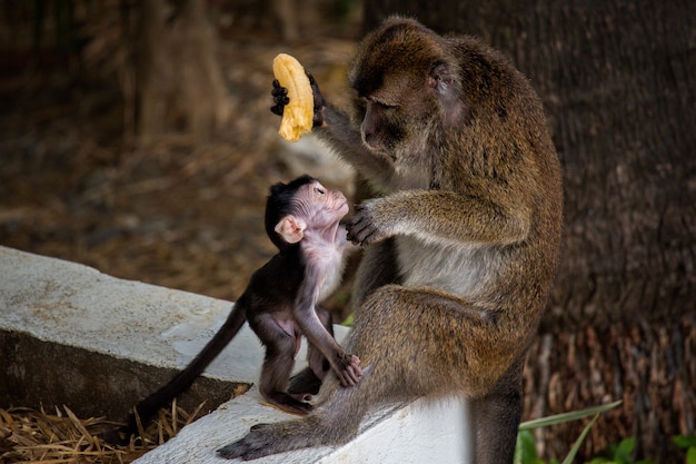 Famiglia di macaco dalla coda lunga (Macaca fascicularis) madre che alimenta il bambino una banana