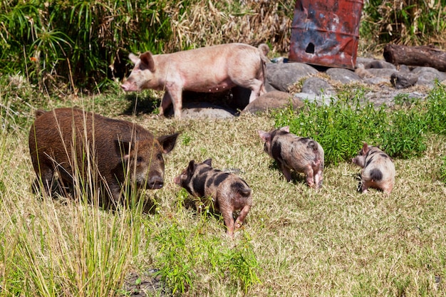 Famiglia di maiali in campagna