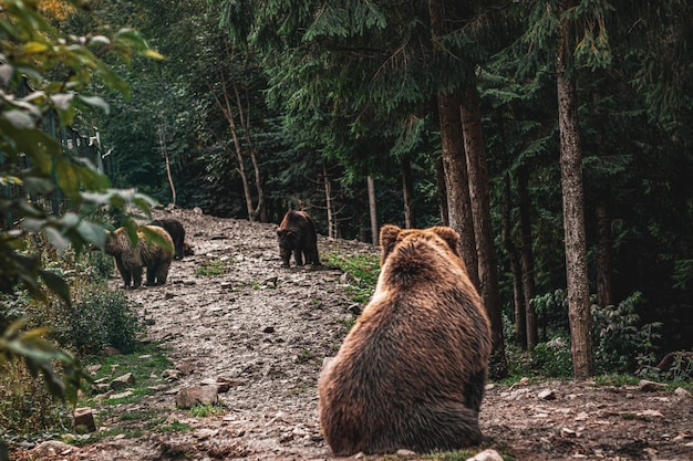 Famiglia di orsi bruni nella foresta. Bella vista sulla foresta.