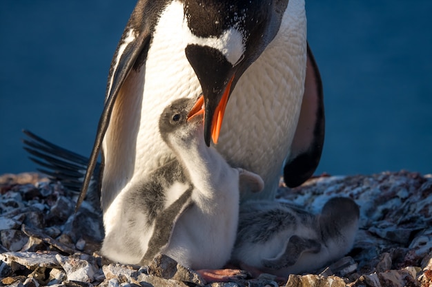 Famiglia di pinguini