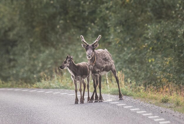 Famiglia di renne che attraversa la strada nella foresta in estate