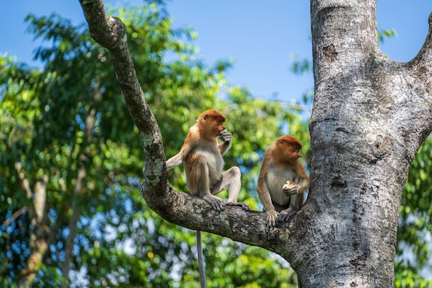 Famiglia di scimmia proboscide selvaggia o Nasalis larvatus, nella foresta pluviale dell'isola di Borneo, Malesia, primi piani. Scimmia incredibile con un grande naso.