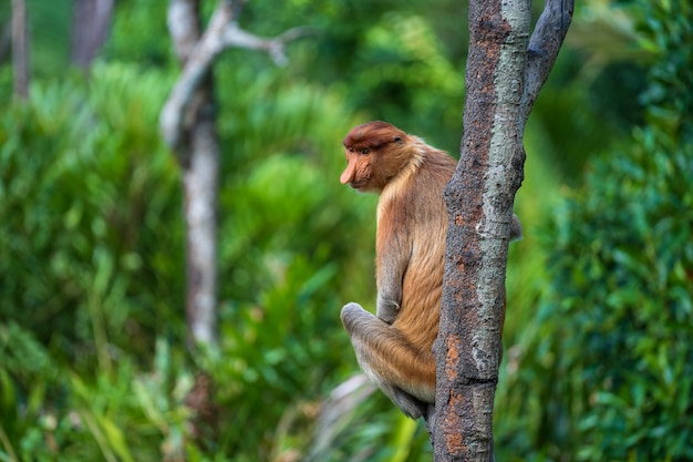 Famiglia di scimmia proboscide selvaggia o Nasalis larvatus, nella foresta pluviale dell'isola di Borneo, Malesia, primi piani. Scimmia incredibile con un grande naso.