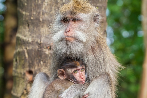 Famiglia di scimmie selvatiche nella sacra foresta delle scimmie a Ubud, isola di Bali, Indonesia. Punto di riferimento di viaggio del parco della foresta delle scimmie e sito di destinazione turistica in Asia, dove le scimmie vivono in un ambiente naturale