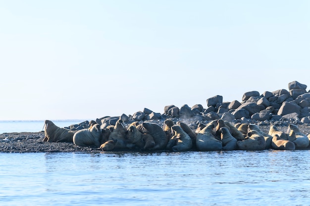 Famiglia di trichechi sdraiata sulla riva. Paesaggio artico.