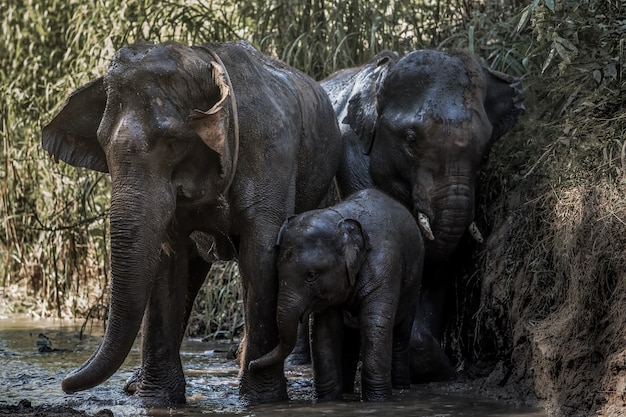 Famiglia felice elefante