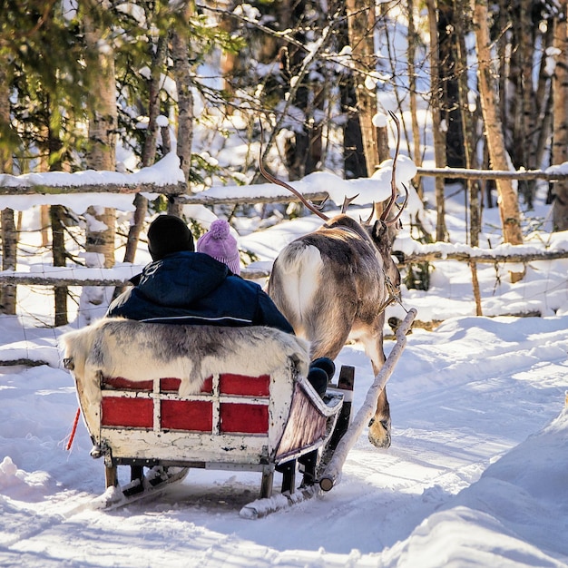 Famiglia mentre giro in slitta trainata da renne in inverno Rovaniemi, Lapponia, Finlandia