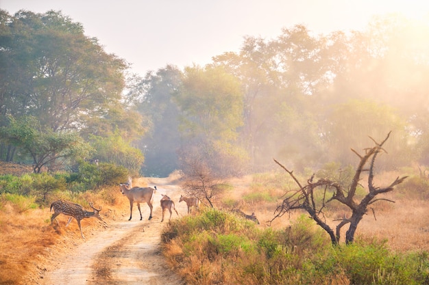 Famiglie del nilgai di toro blu e dei cervi macchiati nel parco nazionale di Ranthambore. Rajasthan, India.