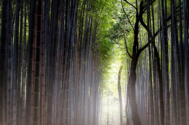 Famosa foresta di bambù Sagano a Kyoto in Giappone