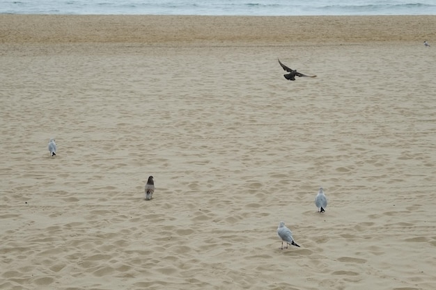 Famosa spiaggia di haeundae a busan corea del sud