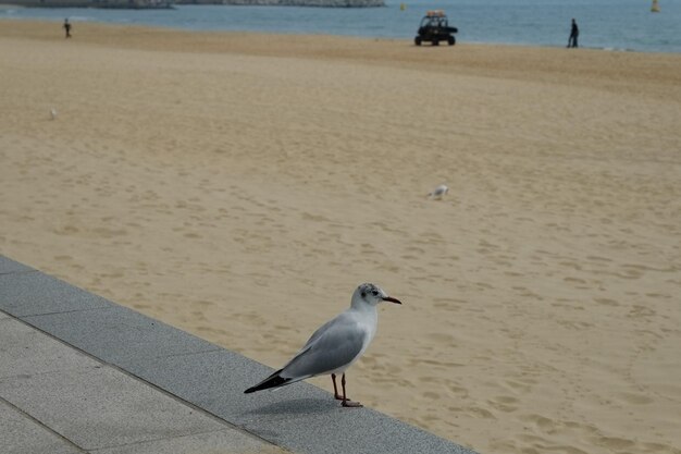 Famosa spiaggia di haeundae a busan corea del sud