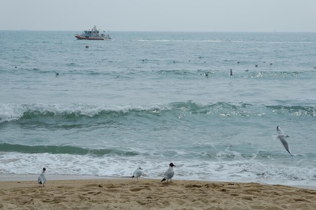 Famosa spiaggia di haeundae a busan corea del sud