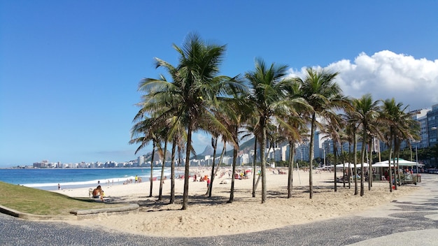 Famosa spiaggia di Leme e Copacabana con alberi di cocco a Rio de Janeiro in Brasile